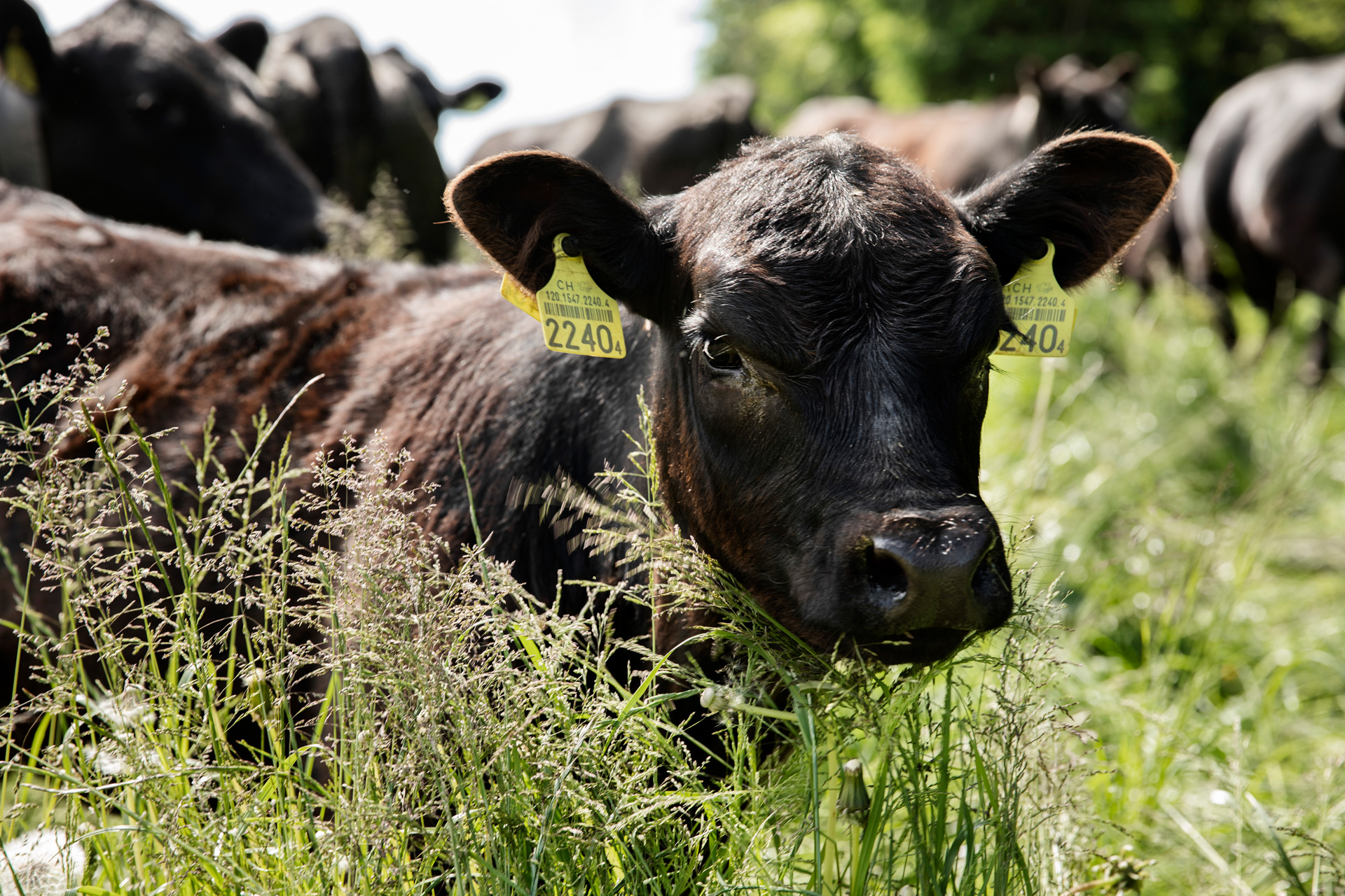 Black Angus Kalb im hohen Gras.