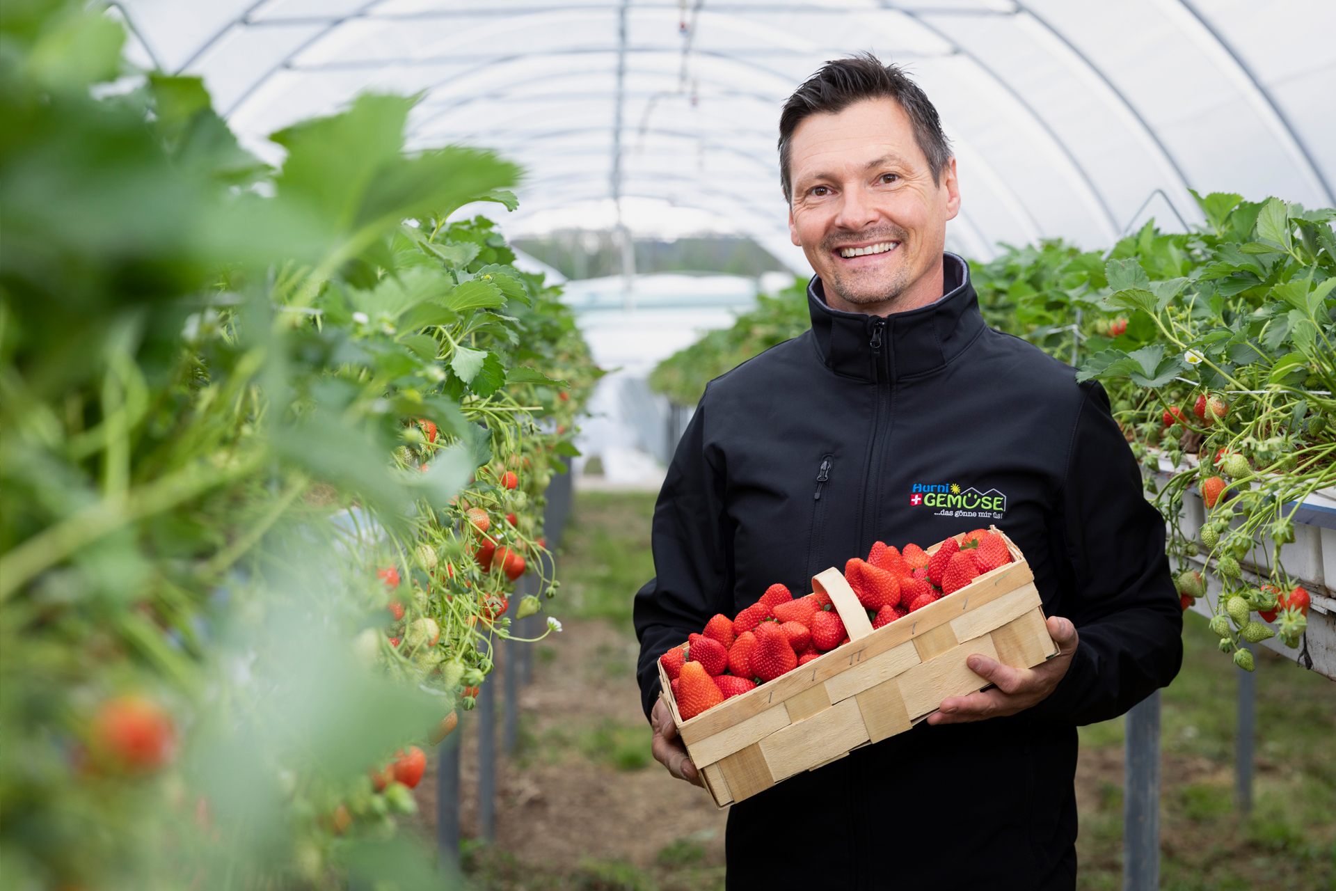 Erdbeer-Produzent mit einem Körbchen der Beeren im Gewächshaus.