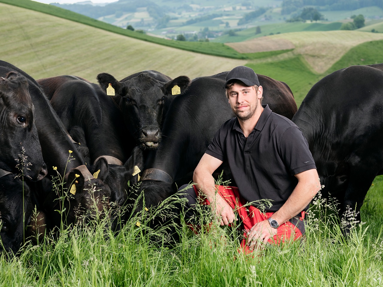 Black Angus Rinder auf der Weide mit ihrem Landwirt.