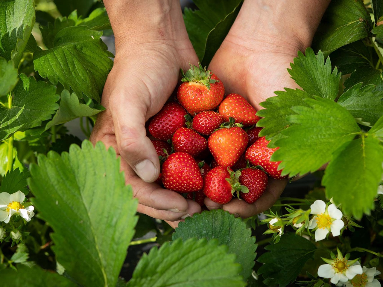Zwei Hände voll Erdbeeren