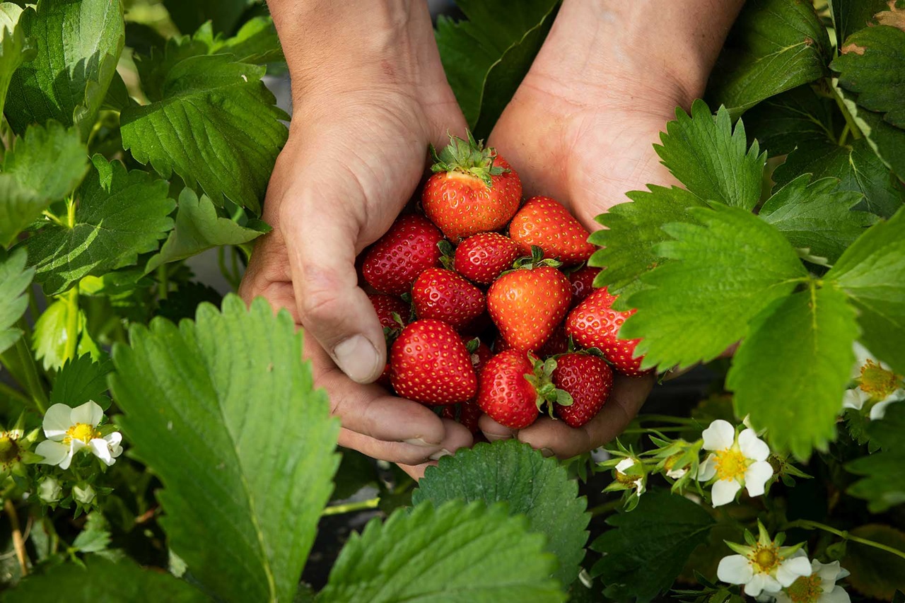 Hände voll mit Erdbeeren