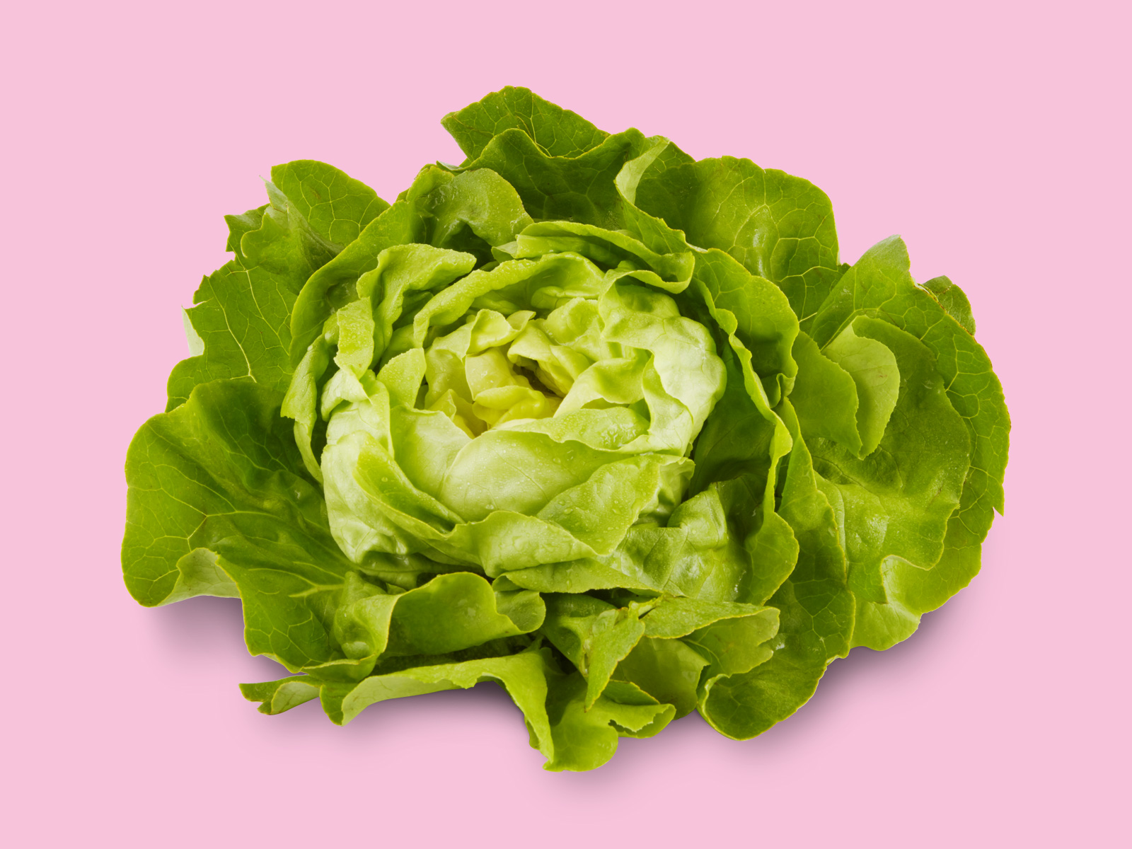 Kopfsalat